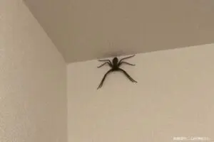 家の天井に巨大なクモ発見、思わず死を覚悟するも…　専門家は「ゴキブリを駆逐する戦士」と敬礼