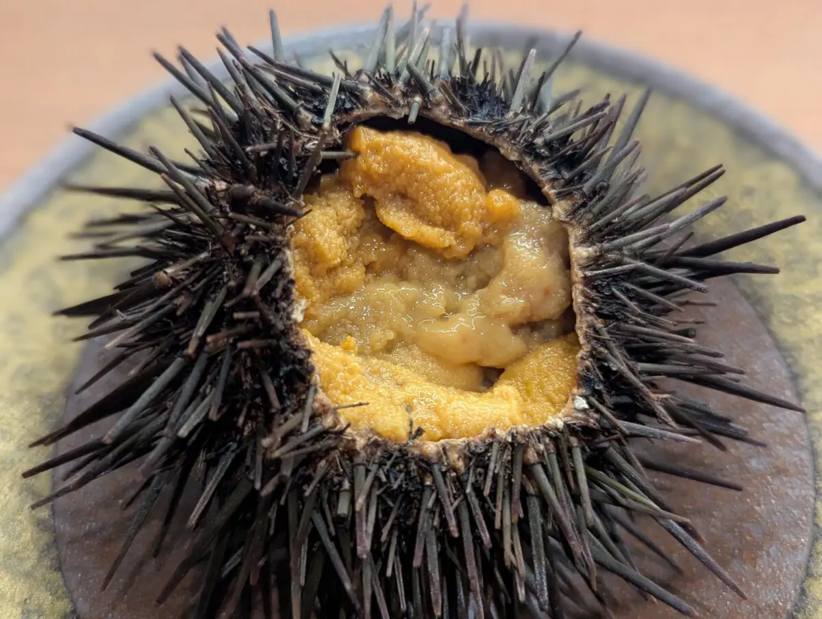 sirabee20250529kura010