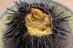 sirabee20250529kura010