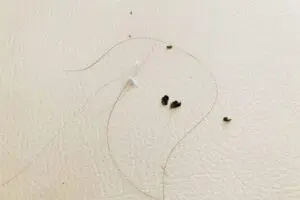 sirabeee20250501sentakuball5