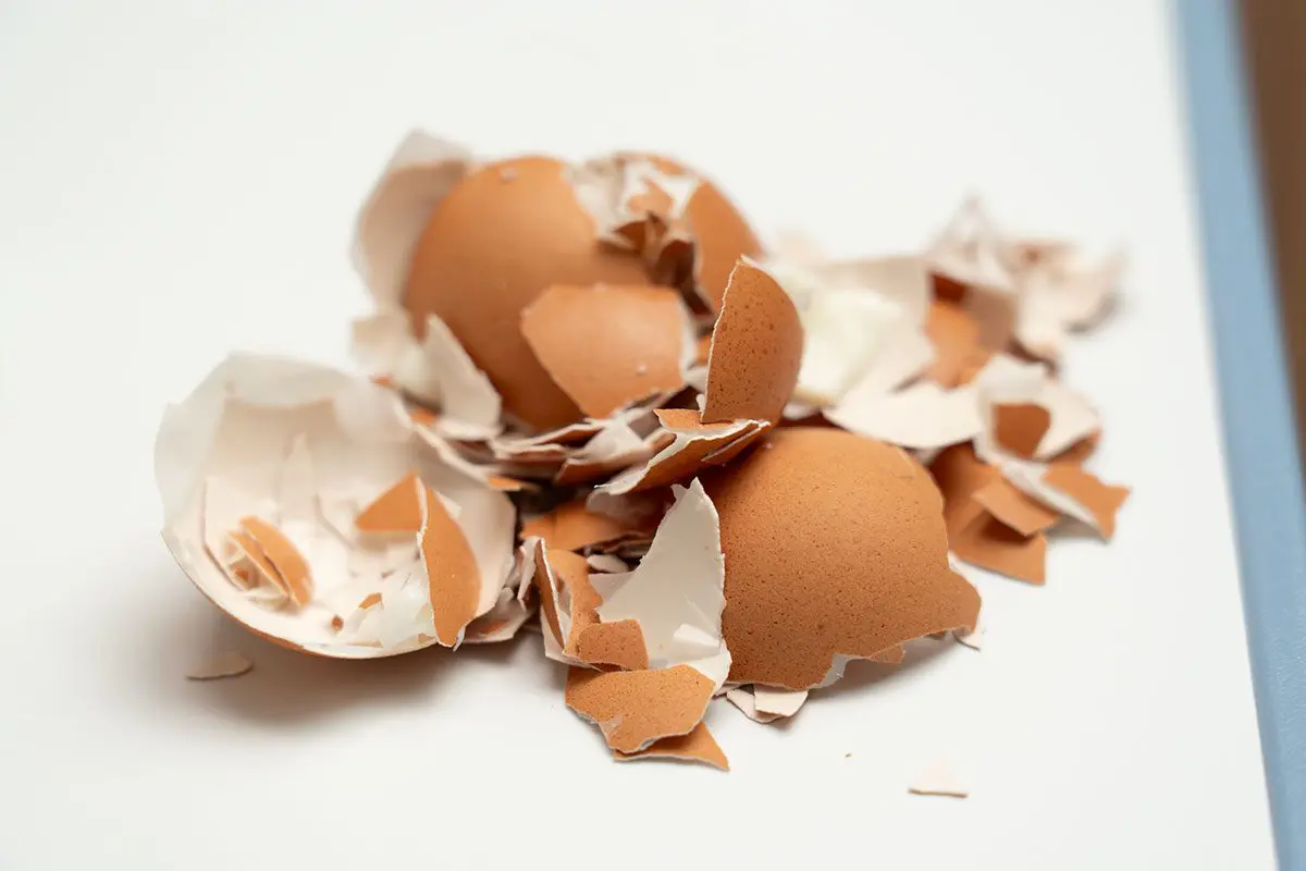 sirabee202500610yudetamago7