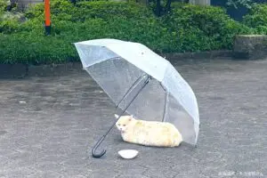 雨の日の公園、落ちていたビニール傘を見て驚き　その中身が「優しすぎる」と話題