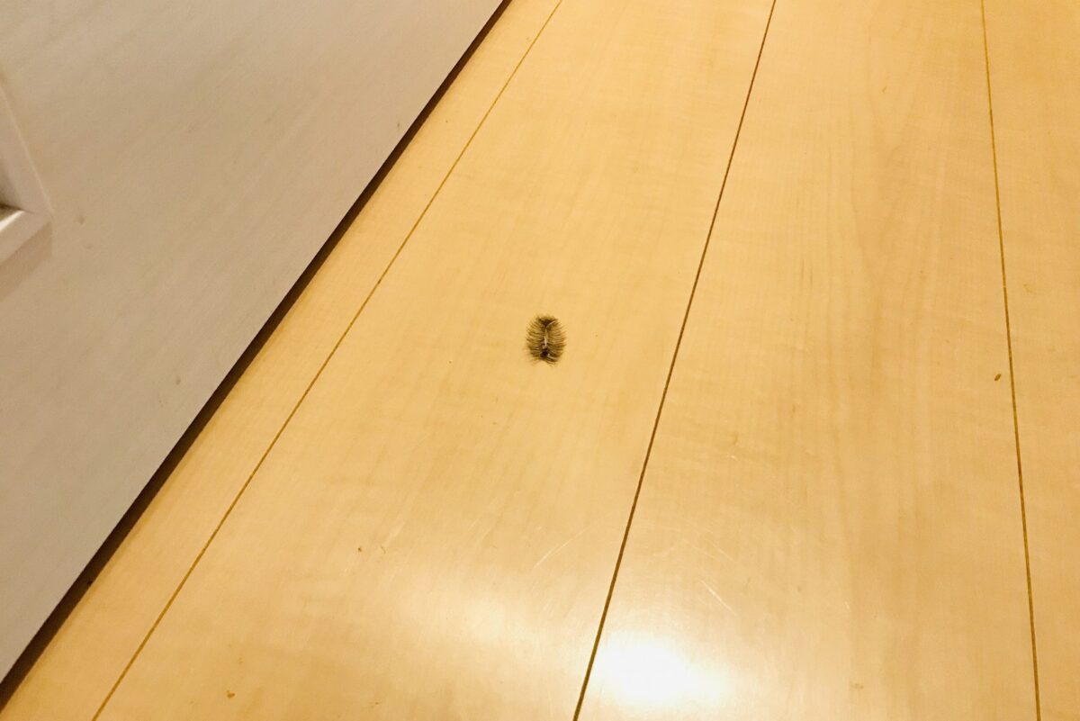 つけま虫(凶悪パターン)