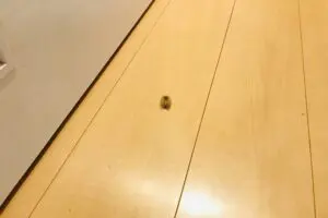 sirabee20250624taukema2