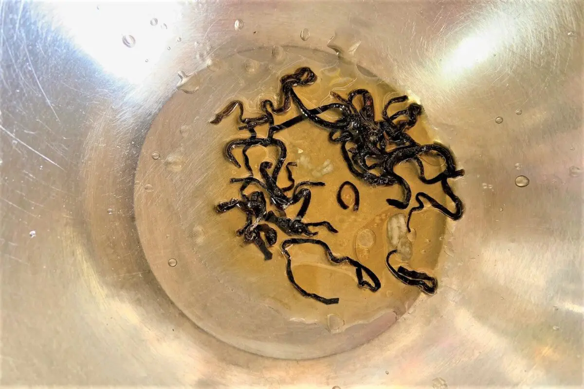 sirabee20250626soumen5