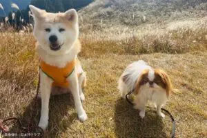 日本の国犬、「柴犬ではない」と判明　正解の「狆」回答できたのは1割未満