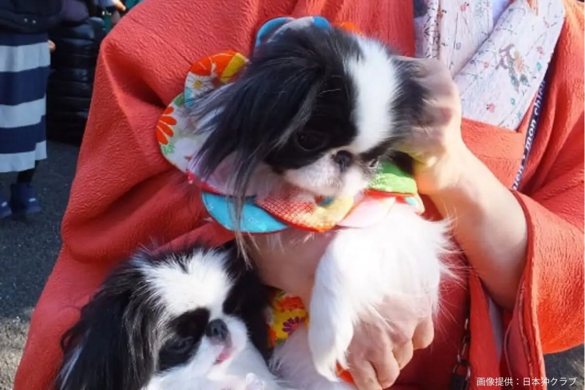 sirabee20250627chin10