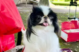 sirabee20250627chin12