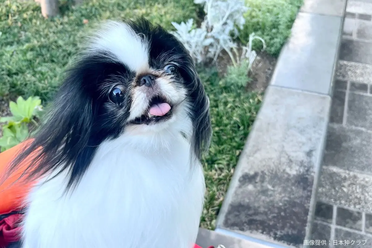 sirabee20250627chin3