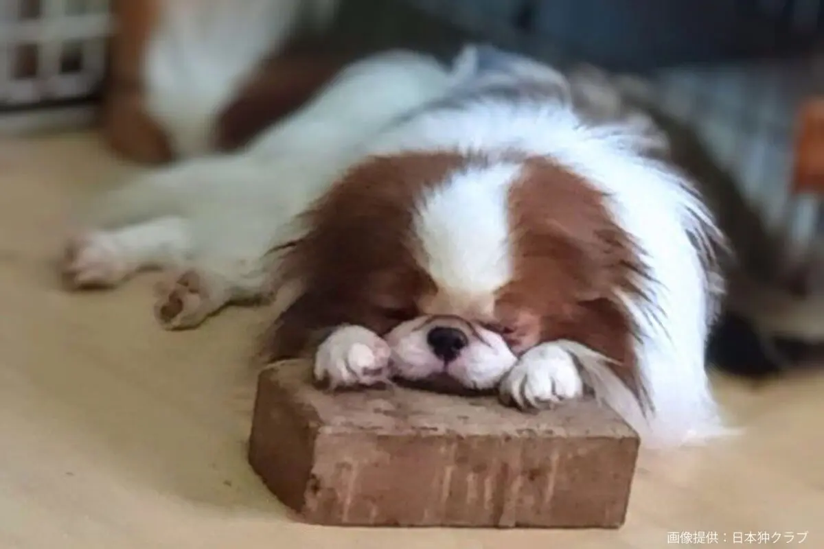 sirabee20250627chin4