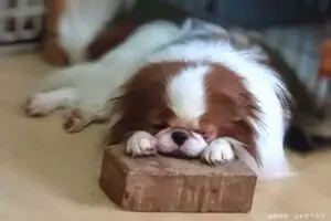 sirabee20250627chin4