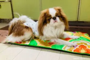 sirabee20250627chin5