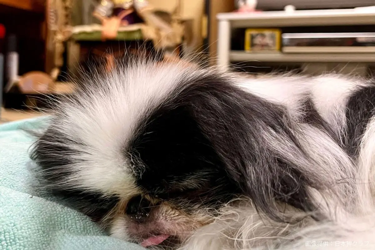 sirabee20250627chin7