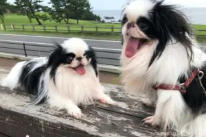 sirabee20250627chin9