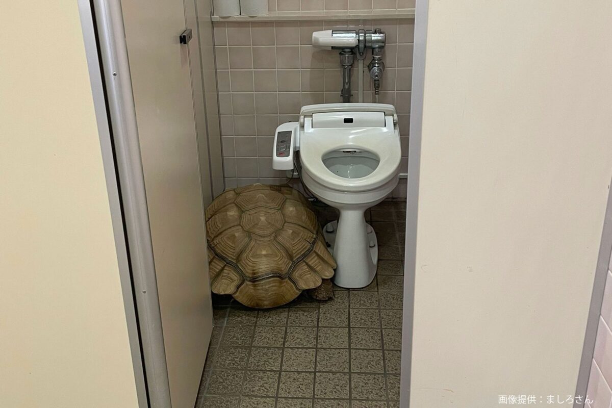 トイレに隠れるカメ