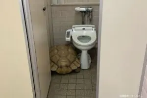 横浜の女子トイレ、個室から現れたとんでもない生き物に驚きの声　発見者は「腰抜かした」