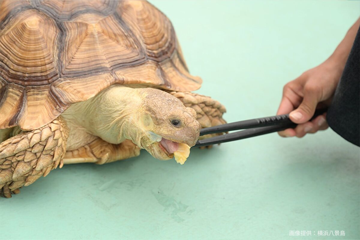 ケヅメリクガメのごはん
