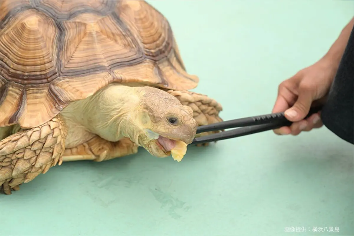 sirabee20250627seaparadise4