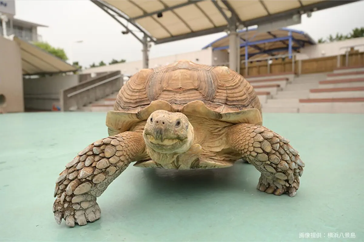 sirabee20250627seaparadise5