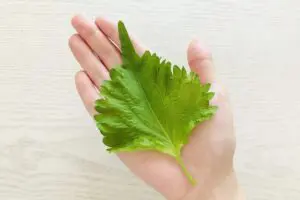 sirabee20250803ooba3