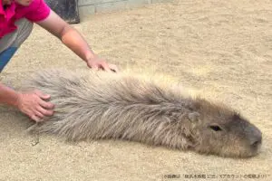 体毛を逆立てたカピバラ、完全にブチギレと思いきや…　まさかの理由に「知らなかった」の声