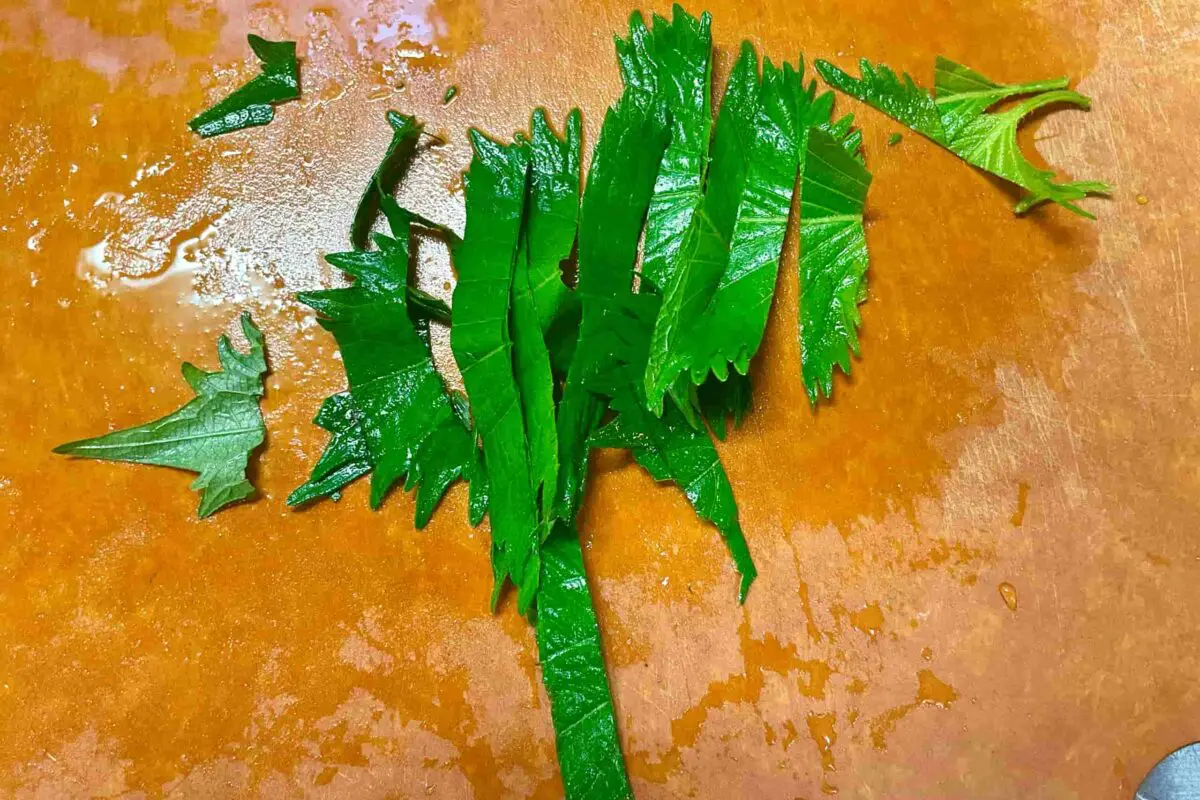 sirabee20250703zucchini6