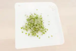 sirabee20250704broccolisprouts3