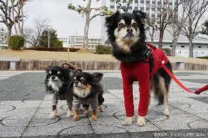 日本一デカいチワワ、その体型が「イケメンすぎる」と話題　「これCG？」と驚きの声も…