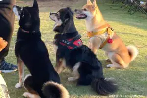 sirabee20250714chihuahua2