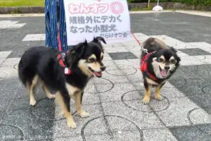 sirabee20250714chihuahua3