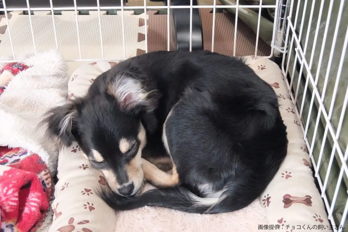 sirabee20250714chihuahua4