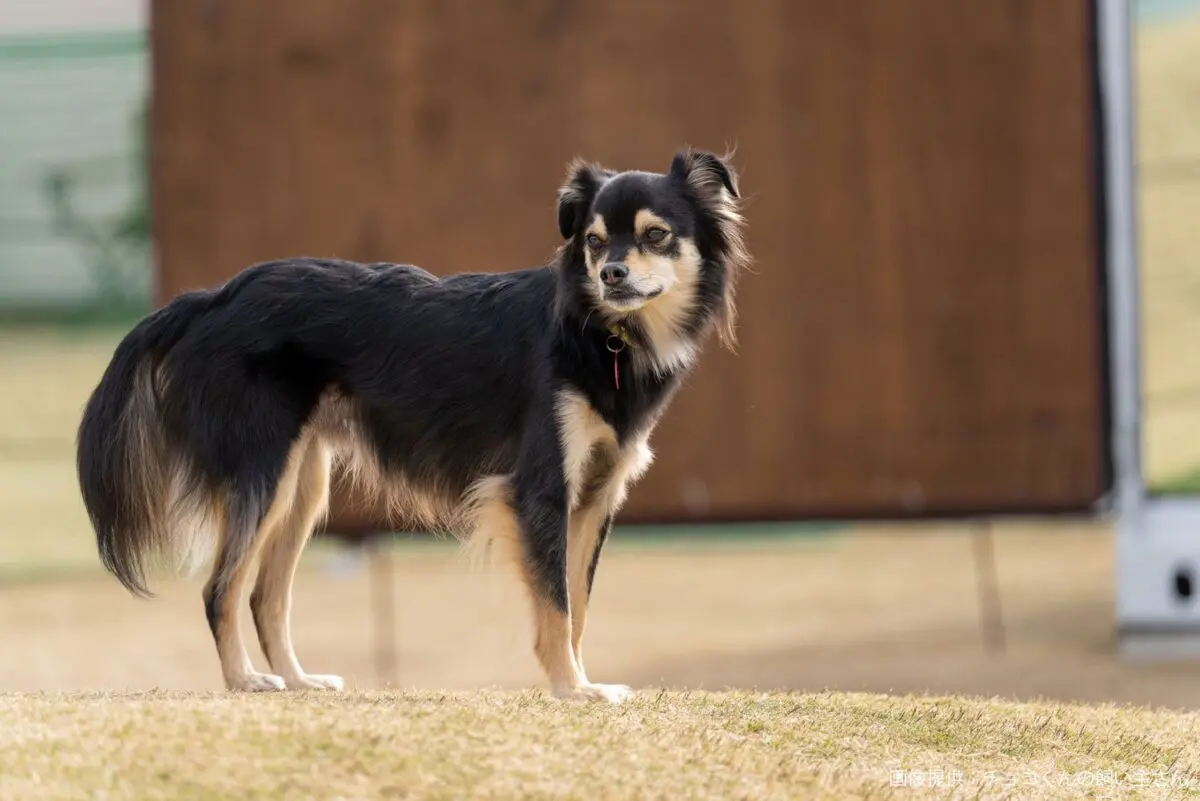 sirabee20250714chihuahua5