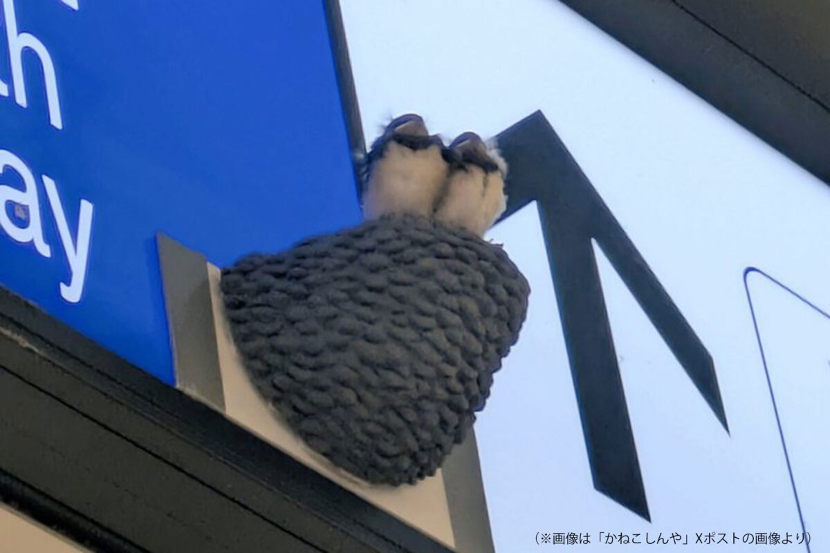 立川駅のツバメ