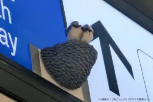 sirabee20250715tachikawa