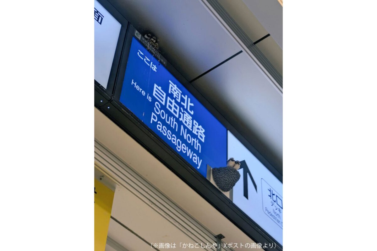 立川駅のツバメ