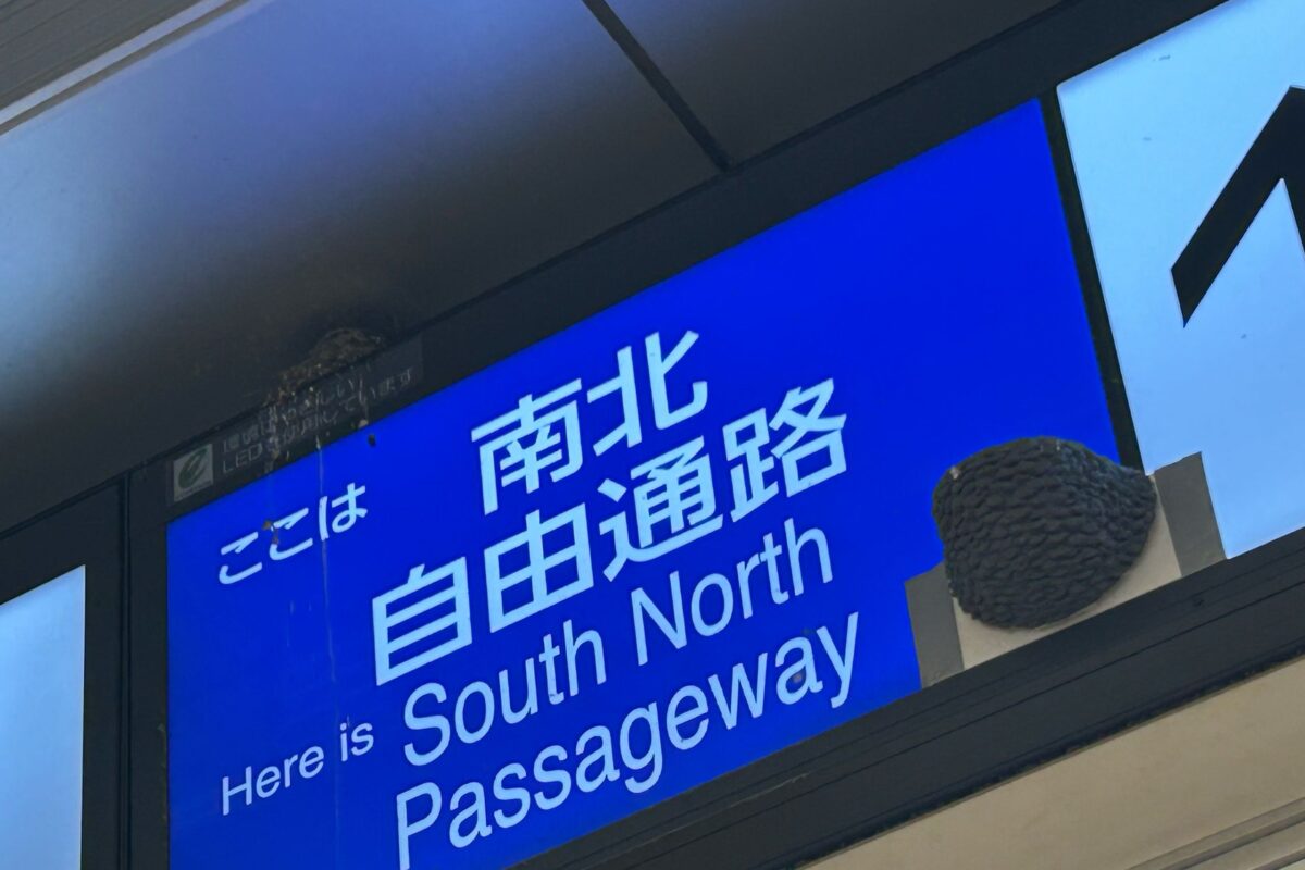 立川駅のツバメ