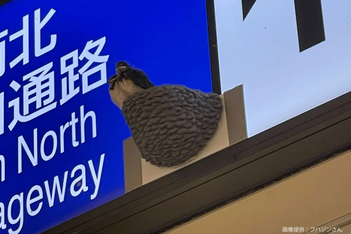 sirabee20250715tachikawa7