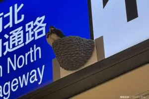 東京・立川駅でツバメのヒナが落下　JR職員の神対応が「素晴らしすぎる」と話題に…