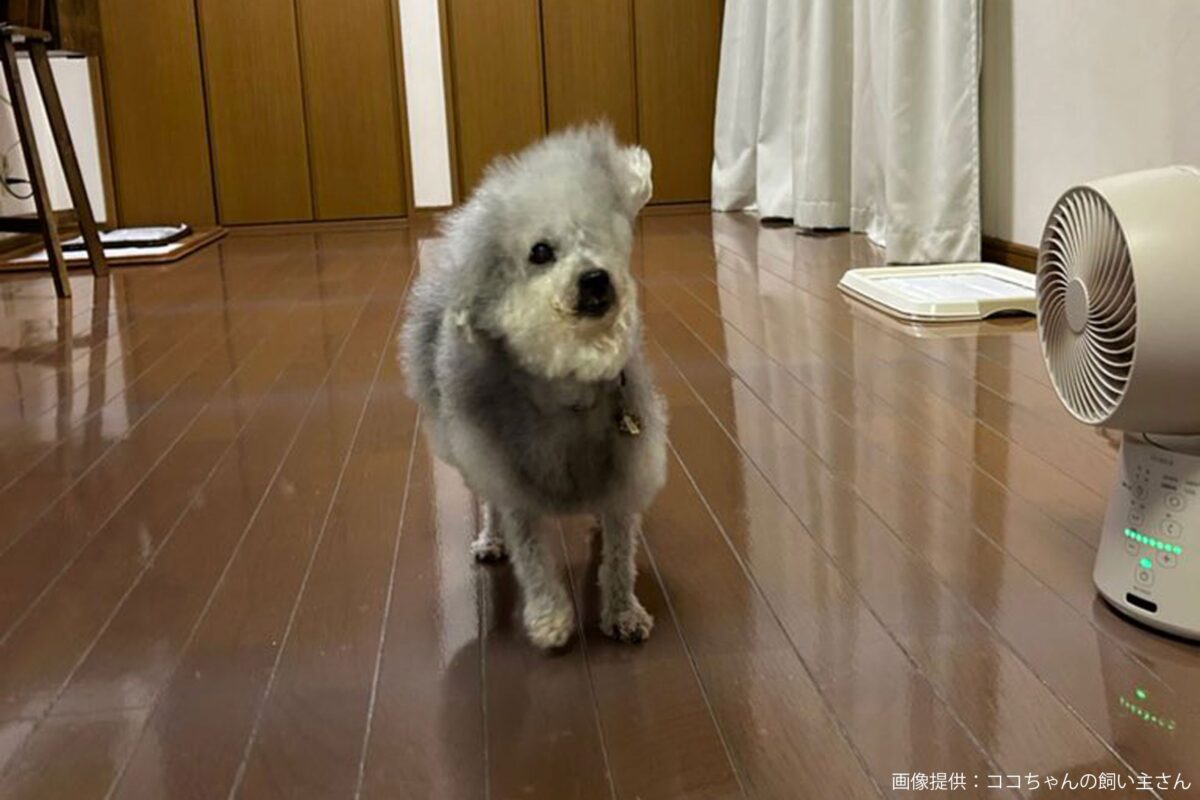 頭が吹き飛んだココちゃん