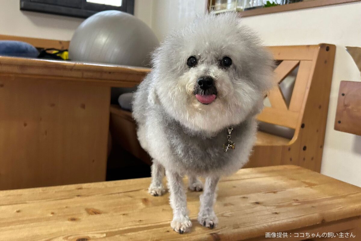 頭が吹き飛んでないココちゃん