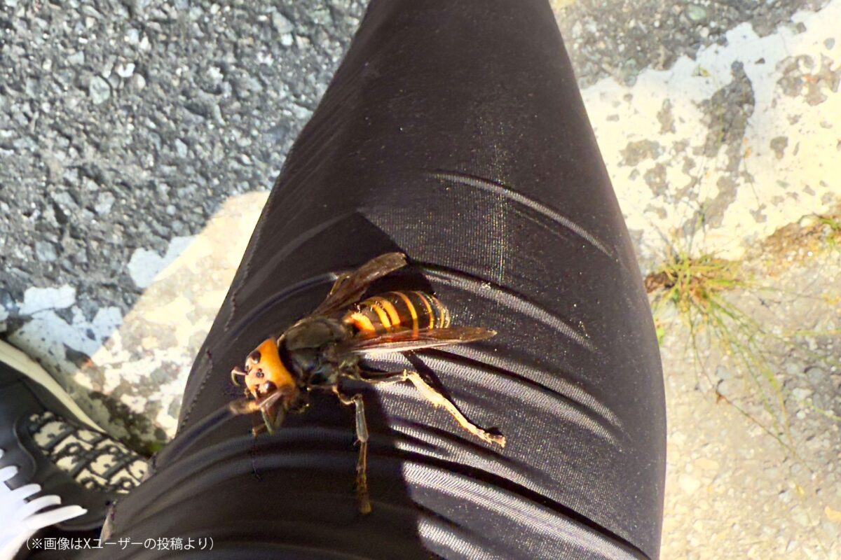 足にとまったスズメバチ