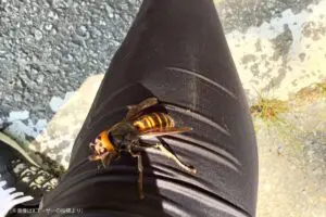 黒い服に反応したスズメバチ、とまった場所にゾッとした… 「これは動けない」と驚きの声