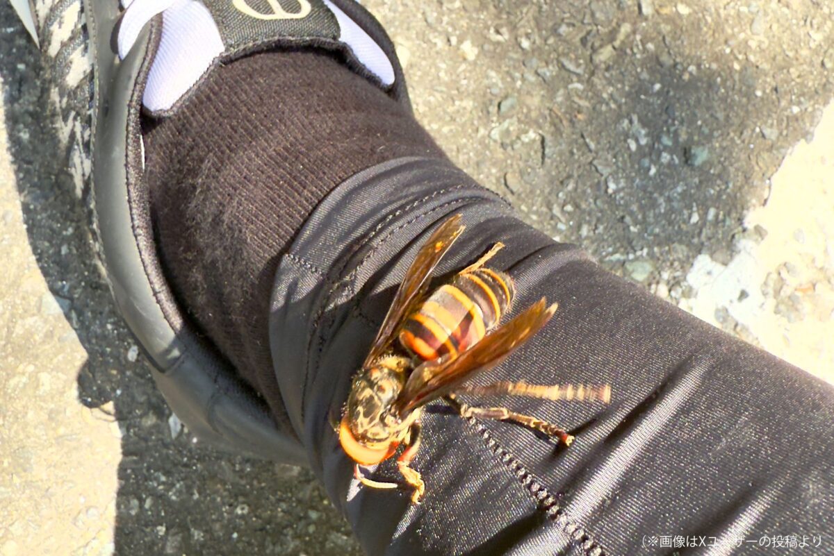 足にとまったスズメバチ