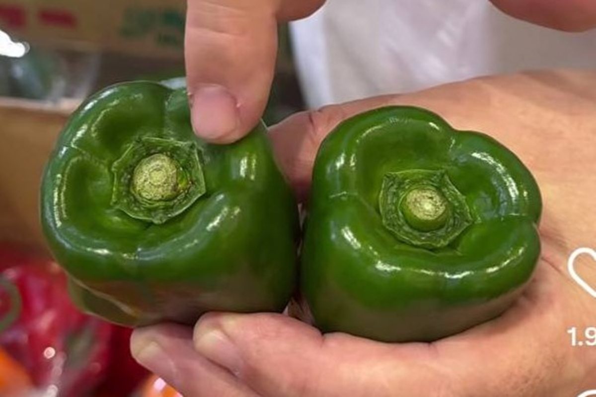 やおや植木商店