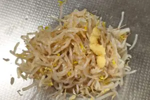 sirabee20250807moyashi3