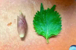 sirabee20250813pasta1