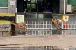 奈良の鹿が入っていく建物、その正体にギョッとした… 「リテラシー高すぎ」と話題に