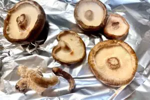 sirabee20250817mushroom2