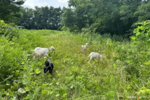 sirabee20250818animal