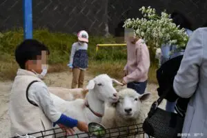 sirabee20250818animal3a